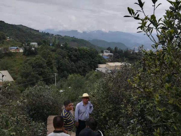 茶山考察