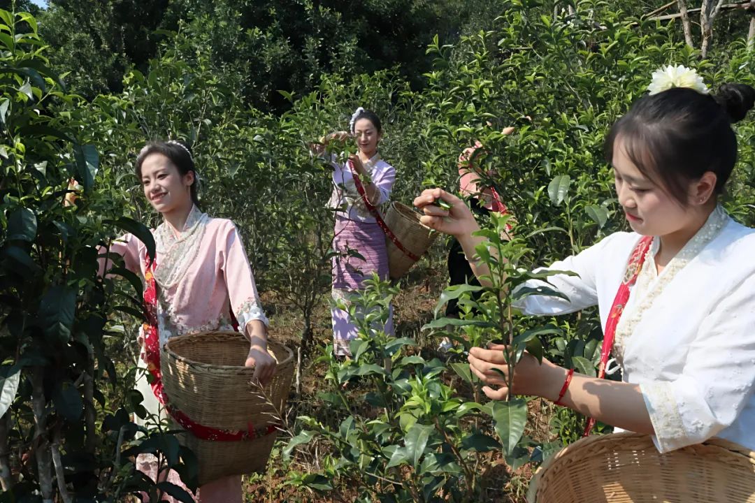 临翔：民族团结“大合唱”，唱响产业“最强音”